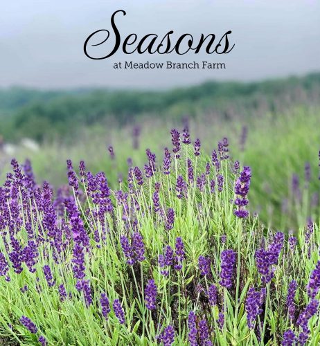 front cover of Seasons